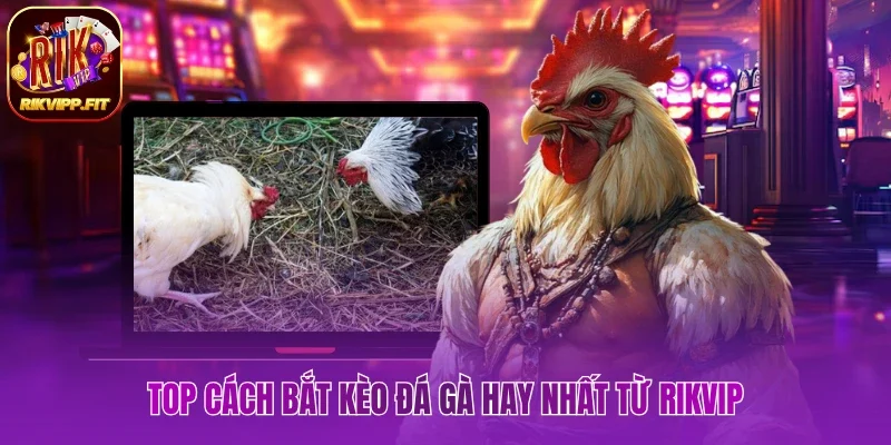 Tổng hợp cách bắt kèo đá gà hay nhất từ Rikvip