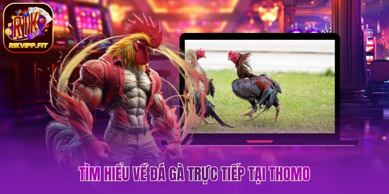 Thông tin tổng quan về đá gà trực tiếp tại Thomo